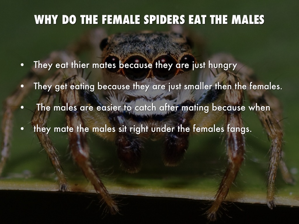 Spiders by Seth Keyes