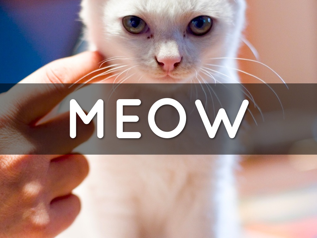 Meow