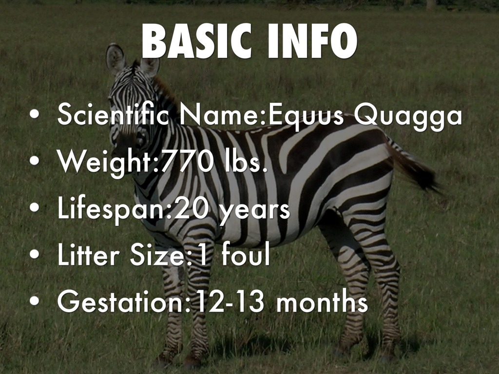 Zebras by Josie Te Grotenhuis