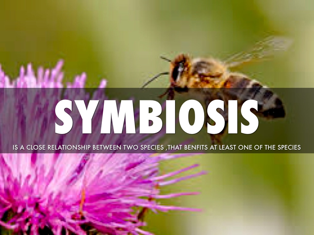 Symbiosis