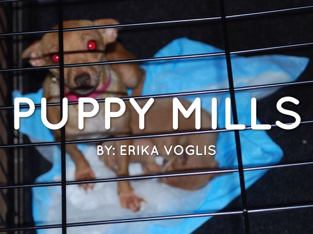 Puppy Mills
