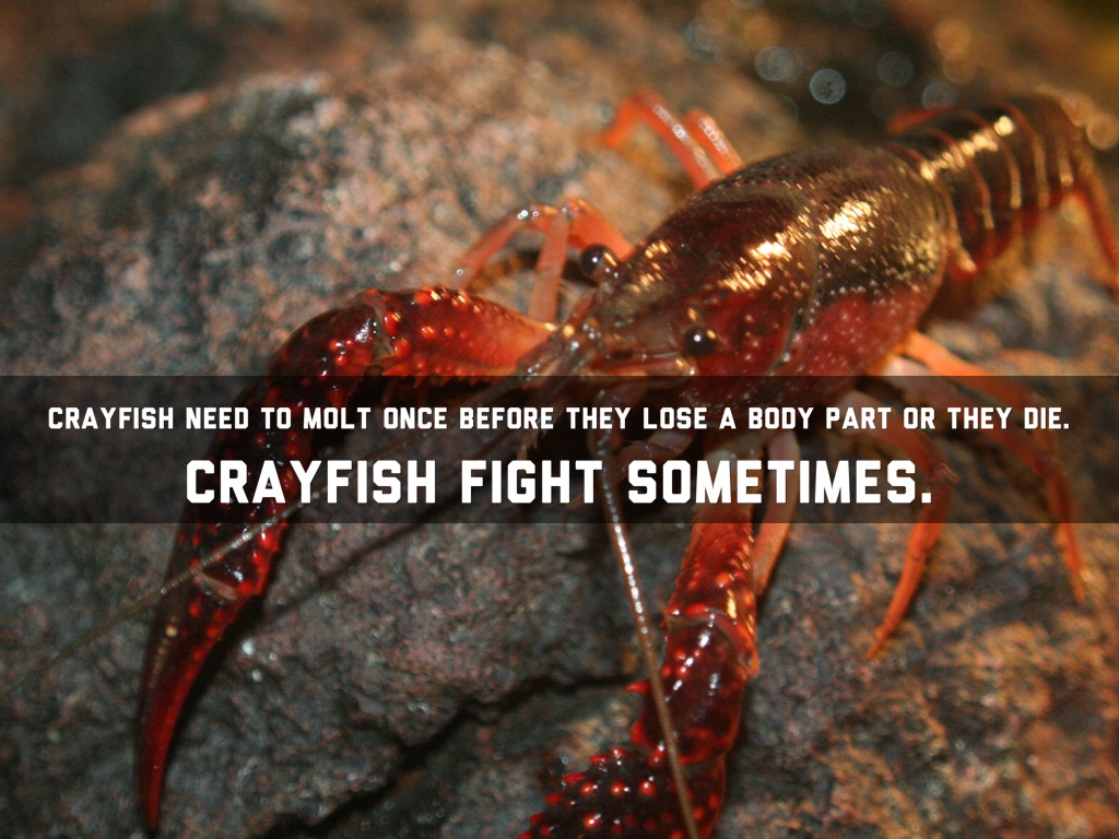 Crayfish By A.J.