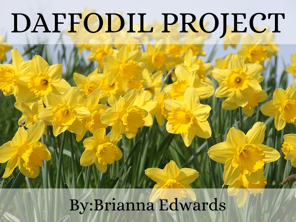 Daffodil Project by Brianna Edwards