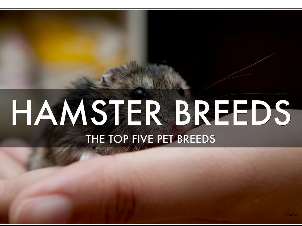 Hamster Breeds
