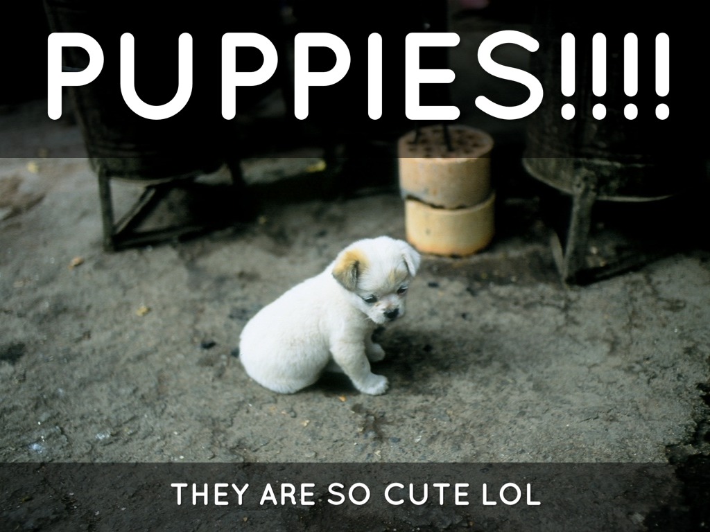 Puppies