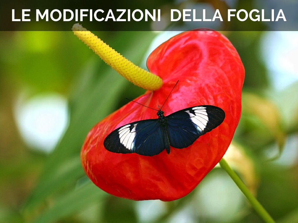 Le Modificazioni Della Foglia