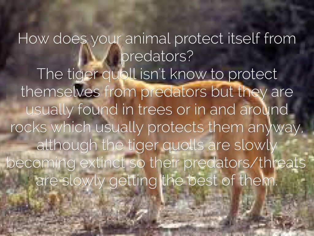 Animal Project by pot0003