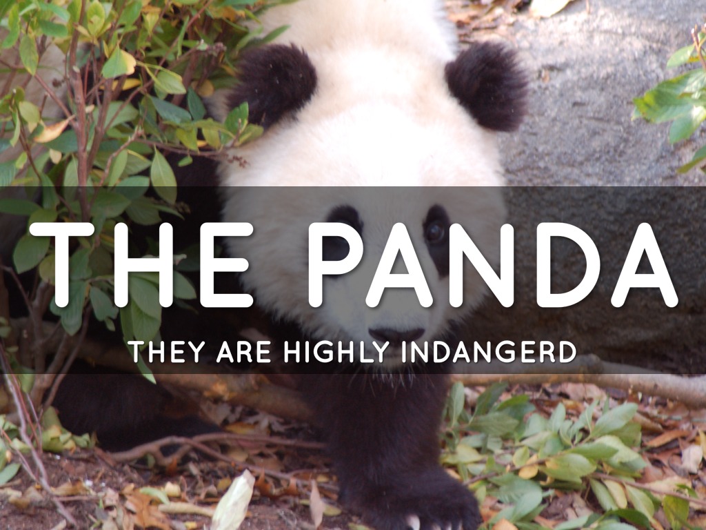 panda's
