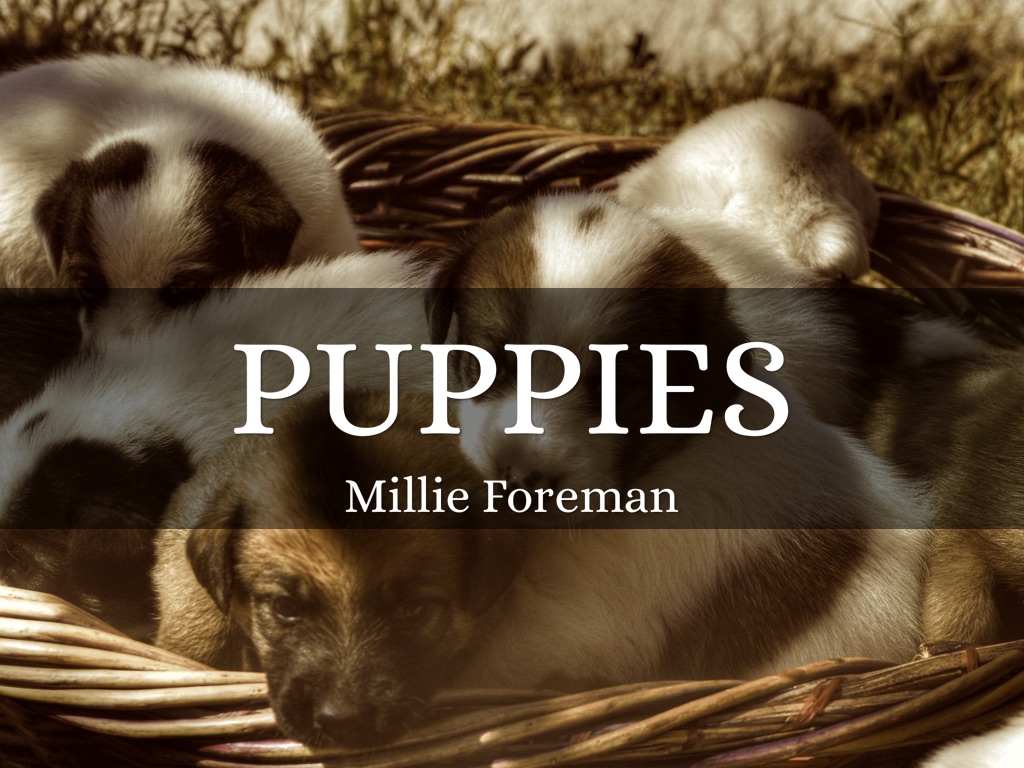 Puppies