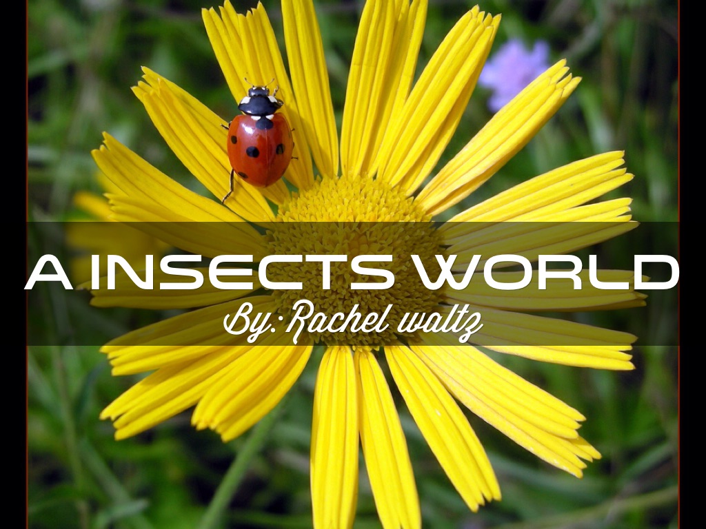 A Insects World