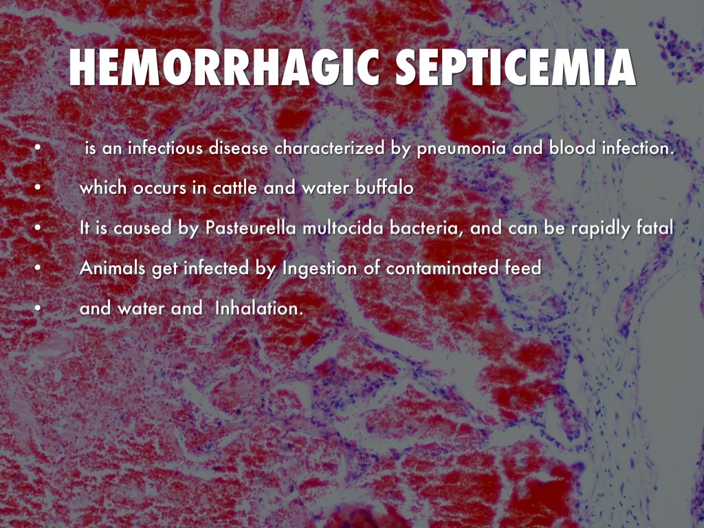 Hemorrhagic Septicemia