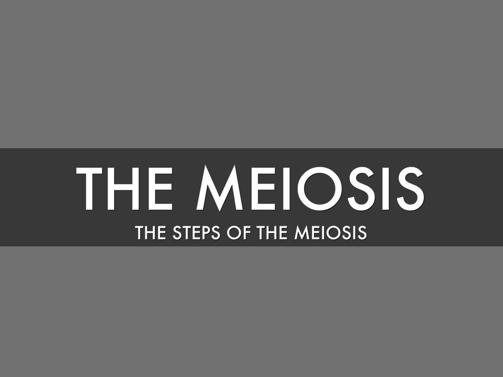 The Meiosis