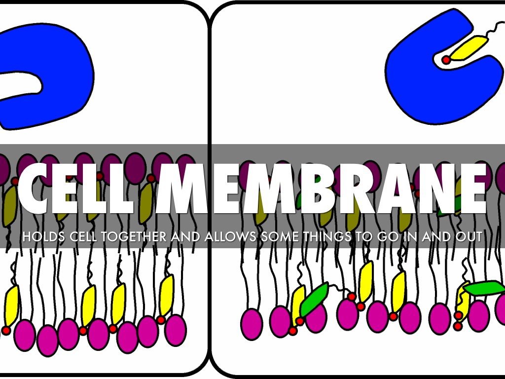 CELL PARTS