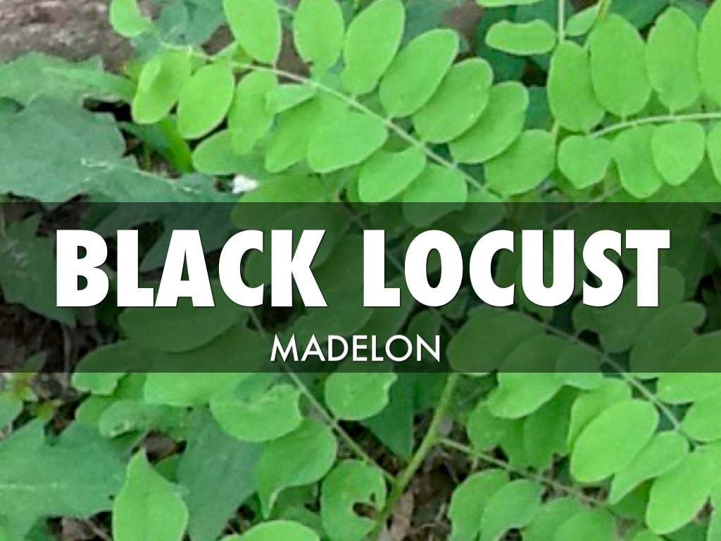 Black Locust
