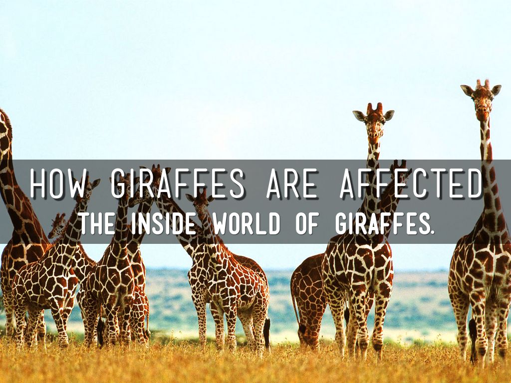 Giraffes!