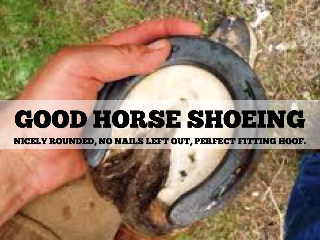 Equine Horse Foot Anatomy