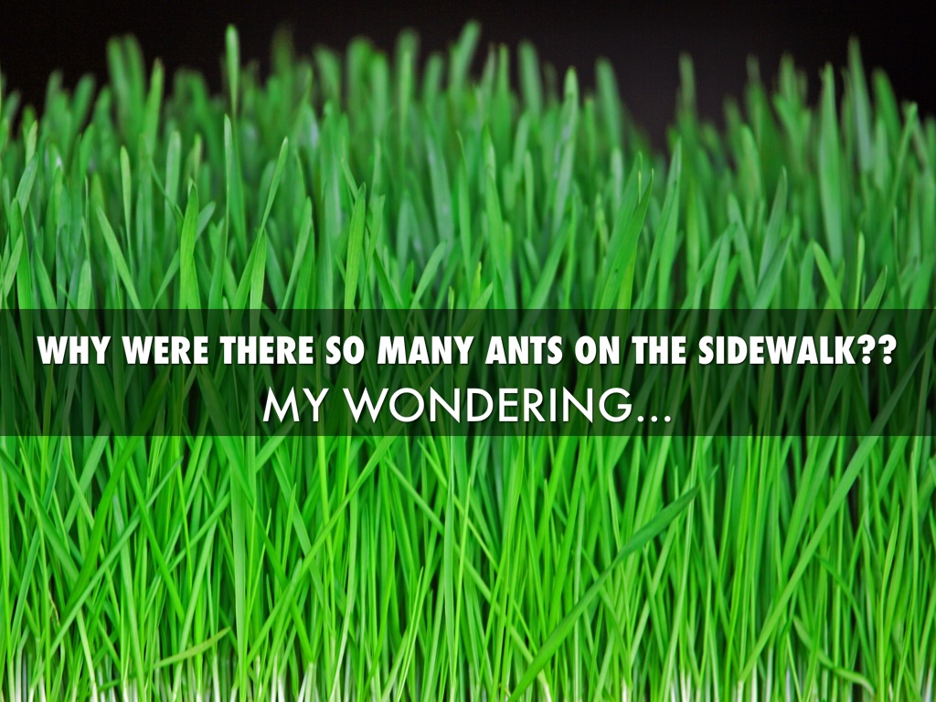 Why Are There So Many Ants??? by Lindsay Jackson