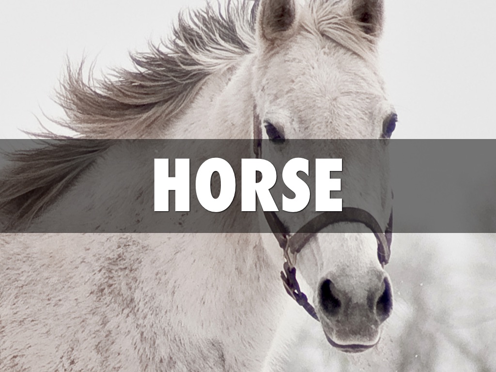 Horse