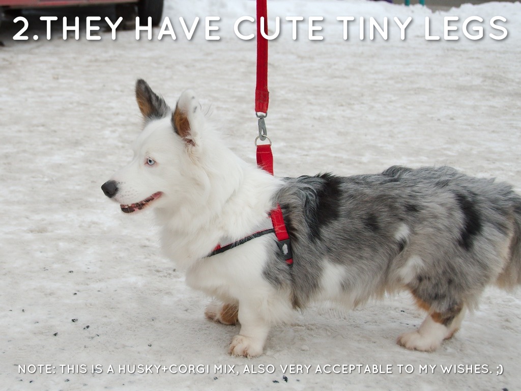 Вельш корги стандарт. Корги энимал кроссинг. Щенки вельш корги пемброк. Брак у собак корги пемброк. Корги брак.