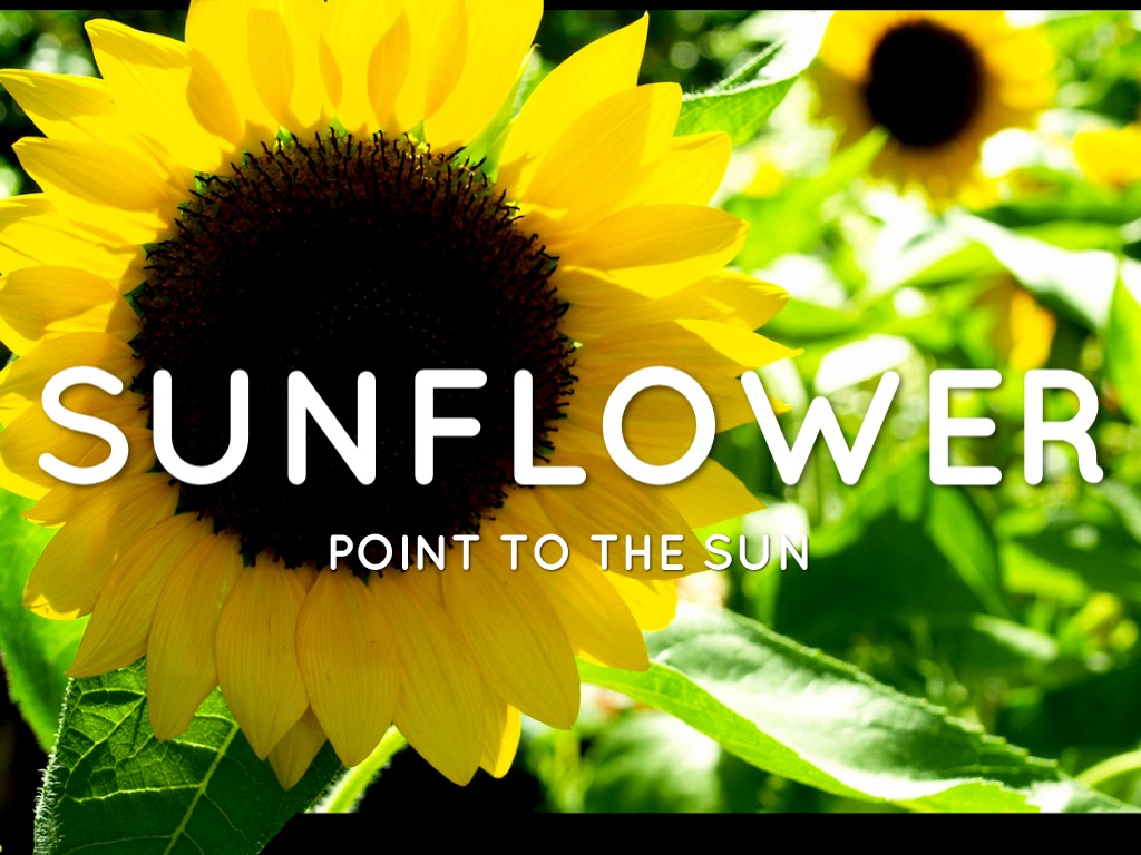 Plant Adaptation by SJE 4th Grade Cart