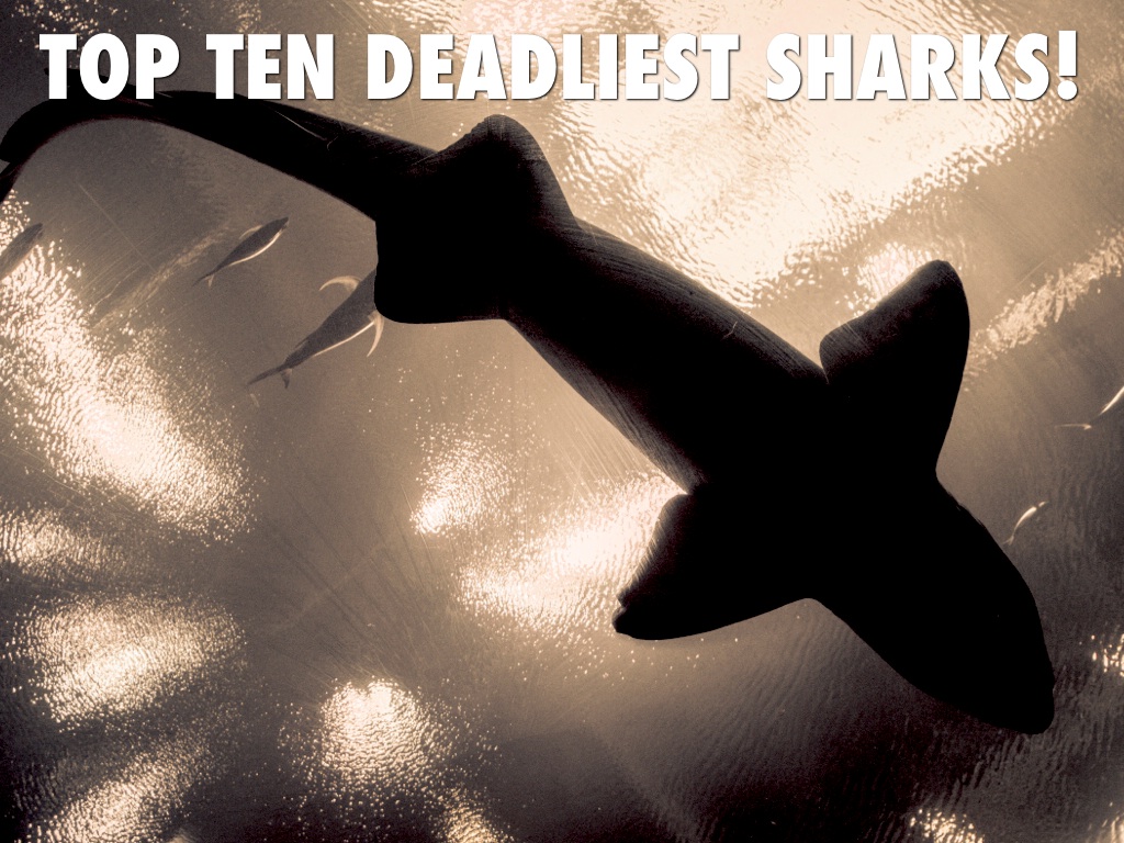 Sharks