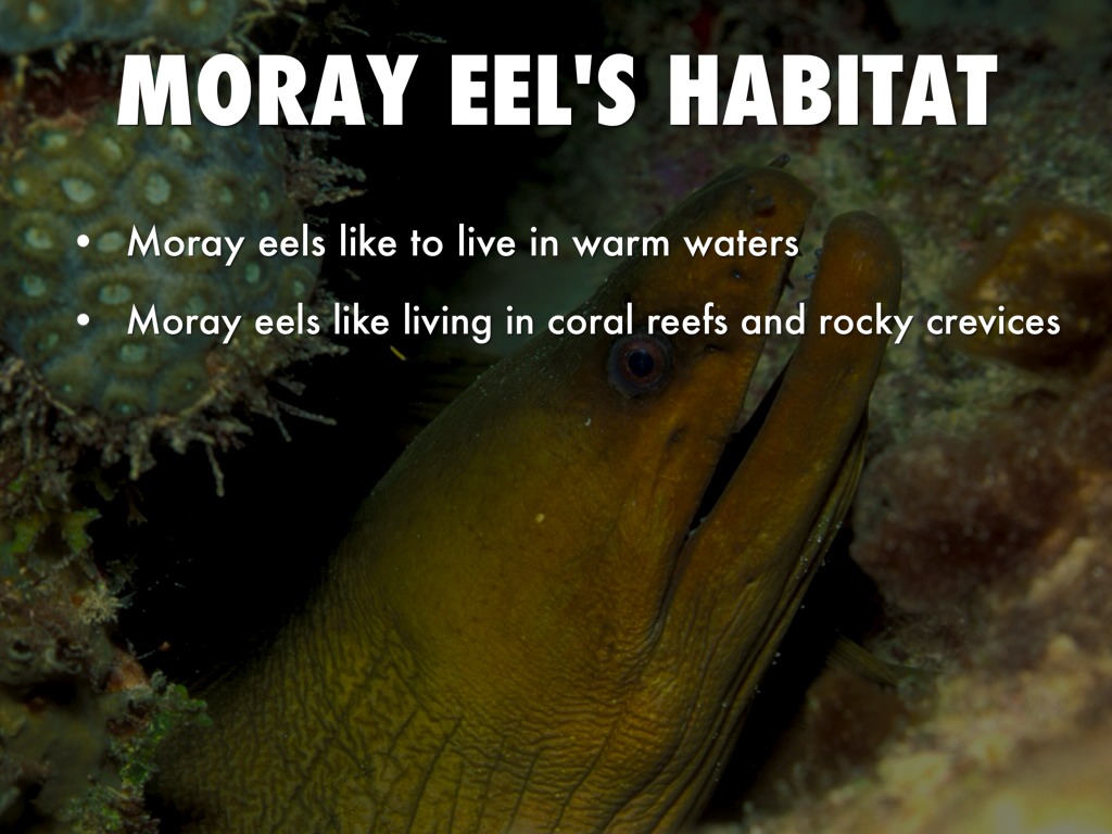 Moray Eels by Bombard Class