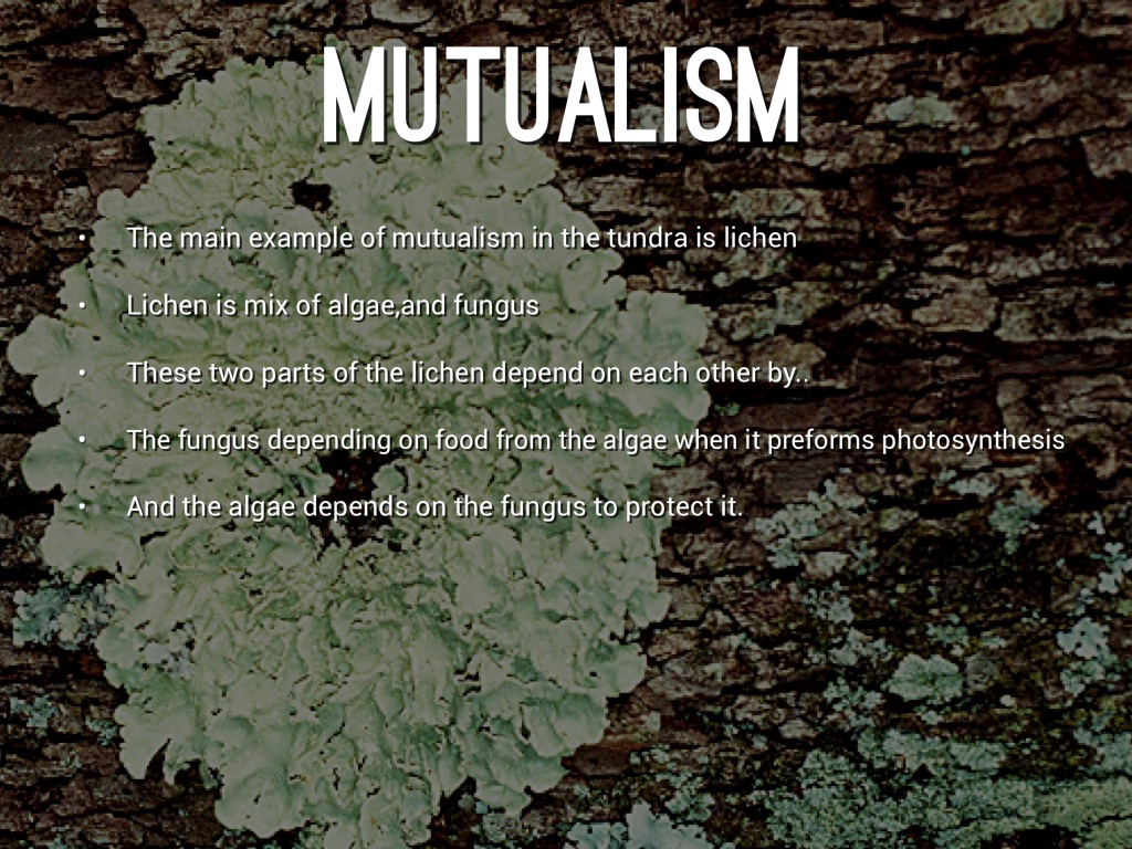 examples mutualism in the tundra biome