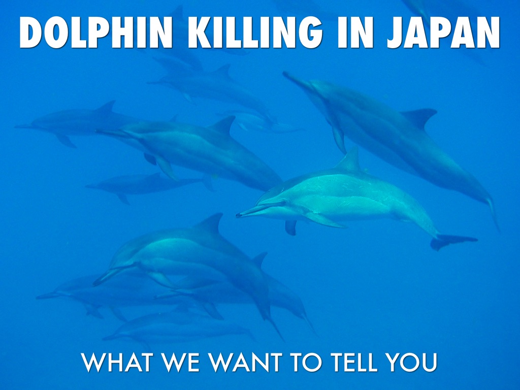 Dolphin Killing In Japan