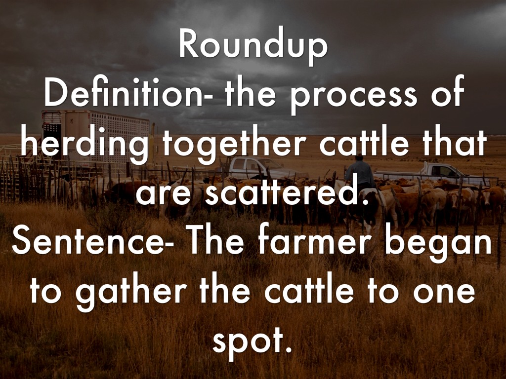 Cattle Assignment by Ariana Raz