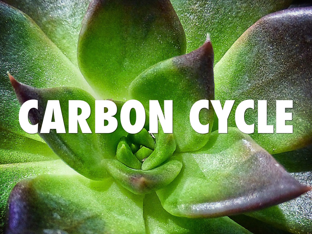 Carbon Cycle