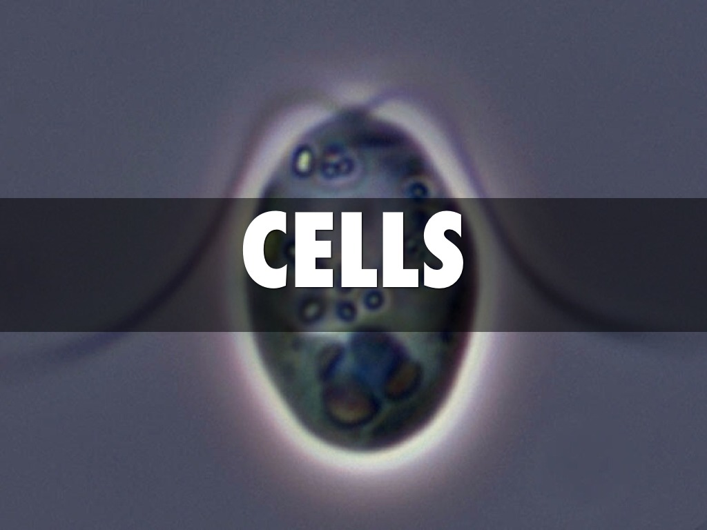 Cells