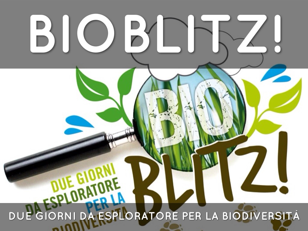 Bio blitz