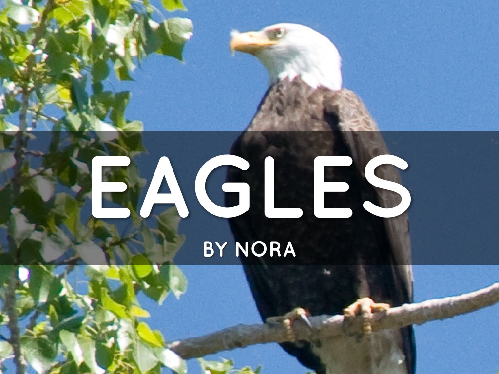 Eagles