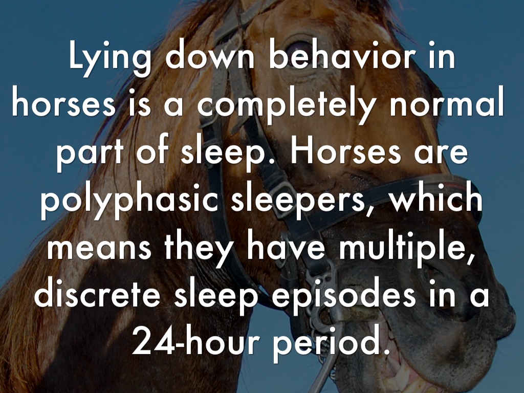 Why Horses Sometimes Lay Down by Lucas Juliao