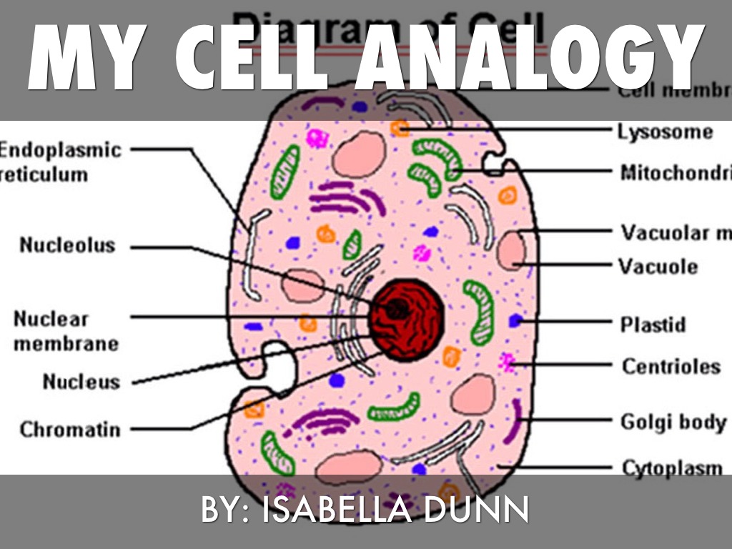 My Cell Analogy 