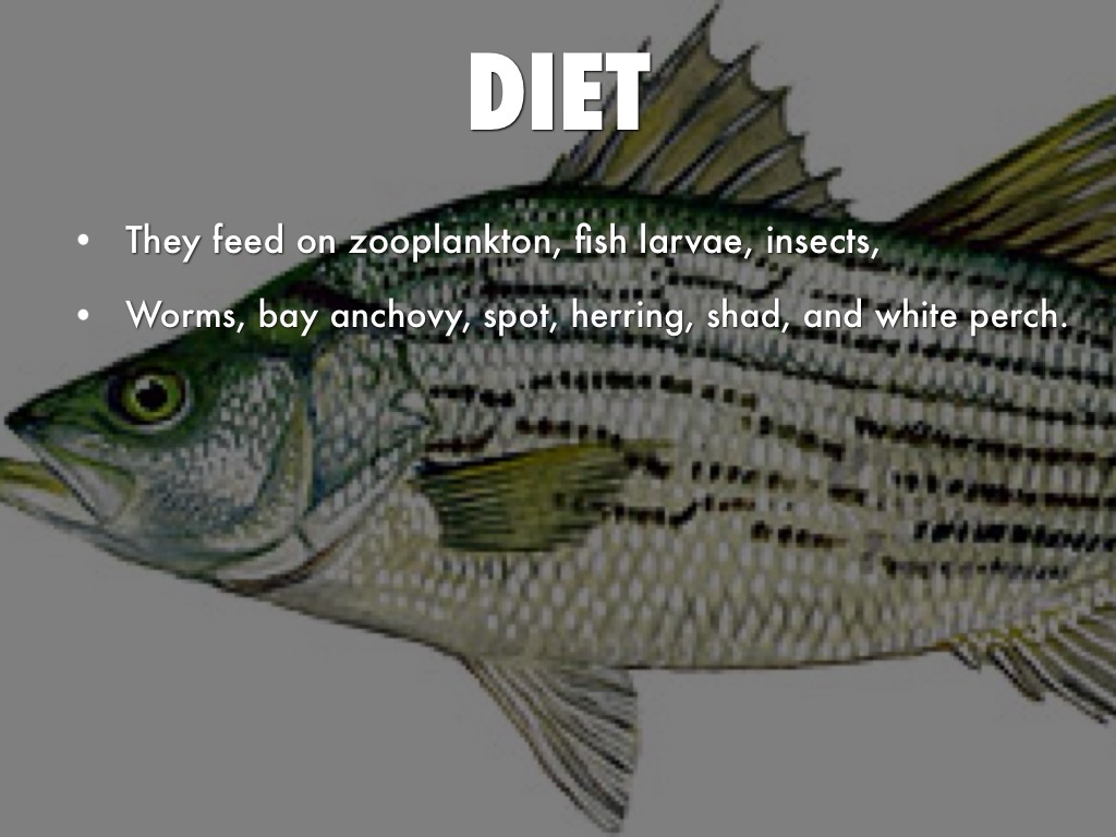 STRIPED BASS by Bryce Tune