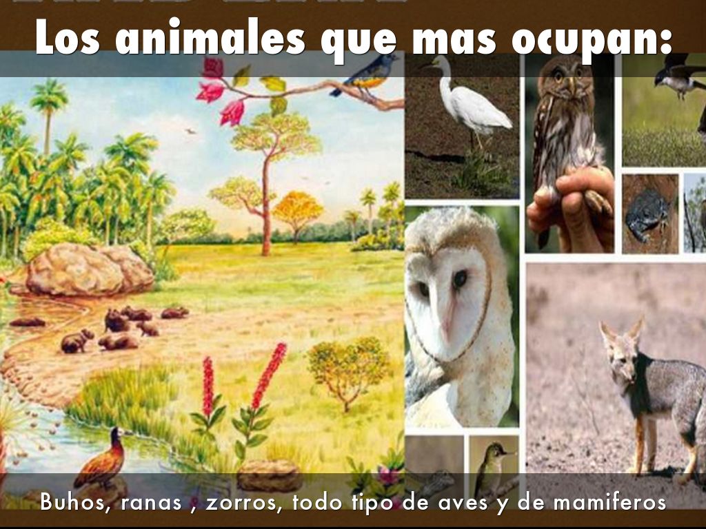 Praderas by albamonjefernandez