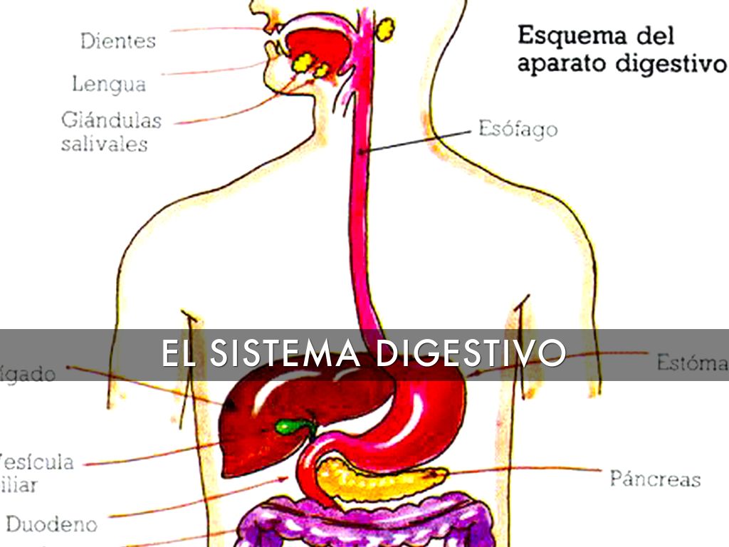 El Sistema Digestivo