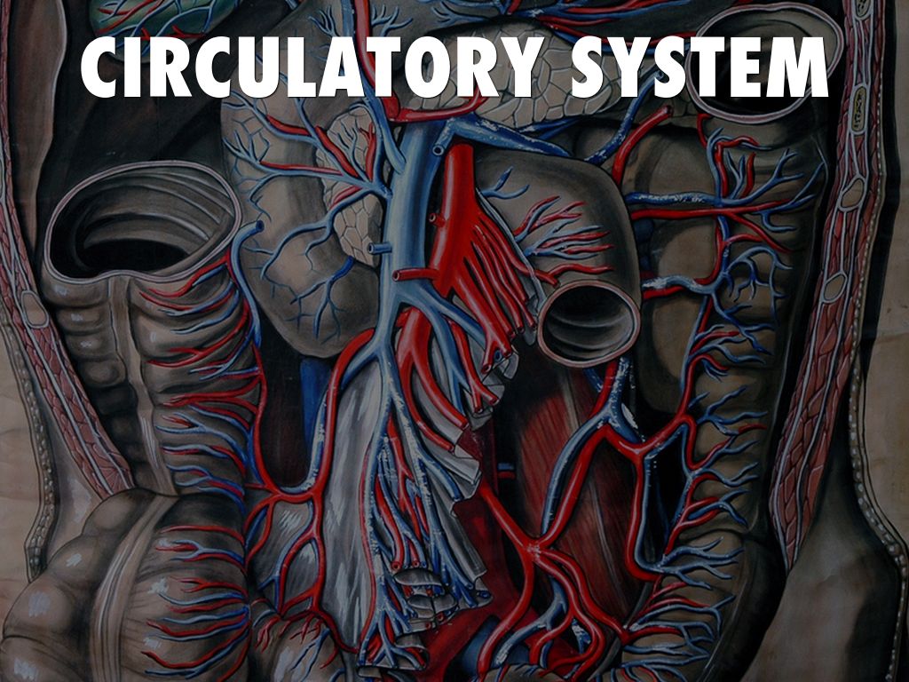 Circulatory System 