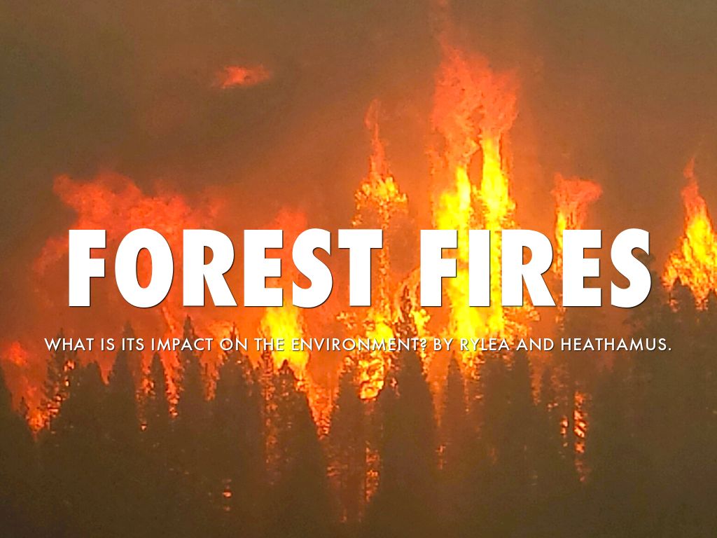 Copy of Forest Fires by Rylea Hormillosa