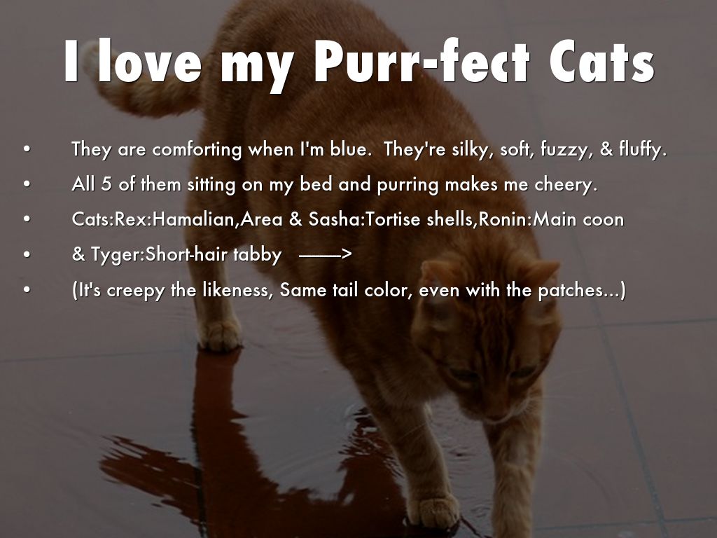 I love my Purr-fect Cats