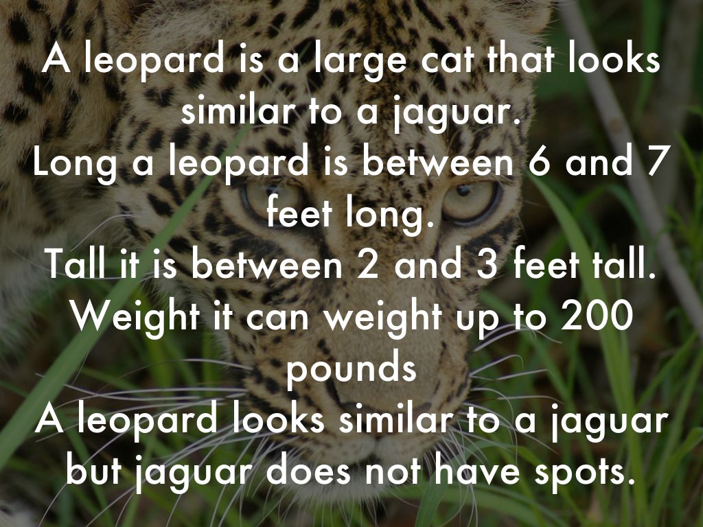 A leopard is a large cat that looks similar to a jaguar. Long a leopard is between 6 and 7 feet long. Tall it is between 2 and 3 feet tall. Weight it can weight up to 200 pounds A leopard looks similar to a jaguar but jaguar does not have spots.