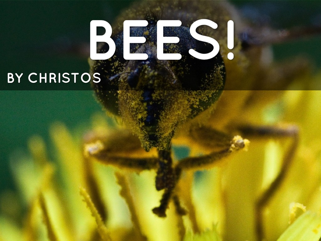 Bees By Christos