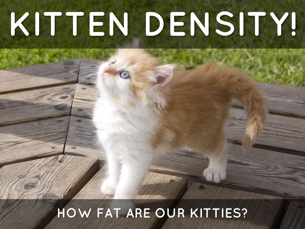 Czar And Xander - Kitten Density Tests