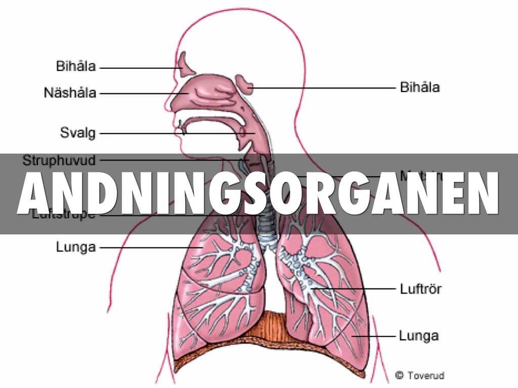 Andningsorganen
