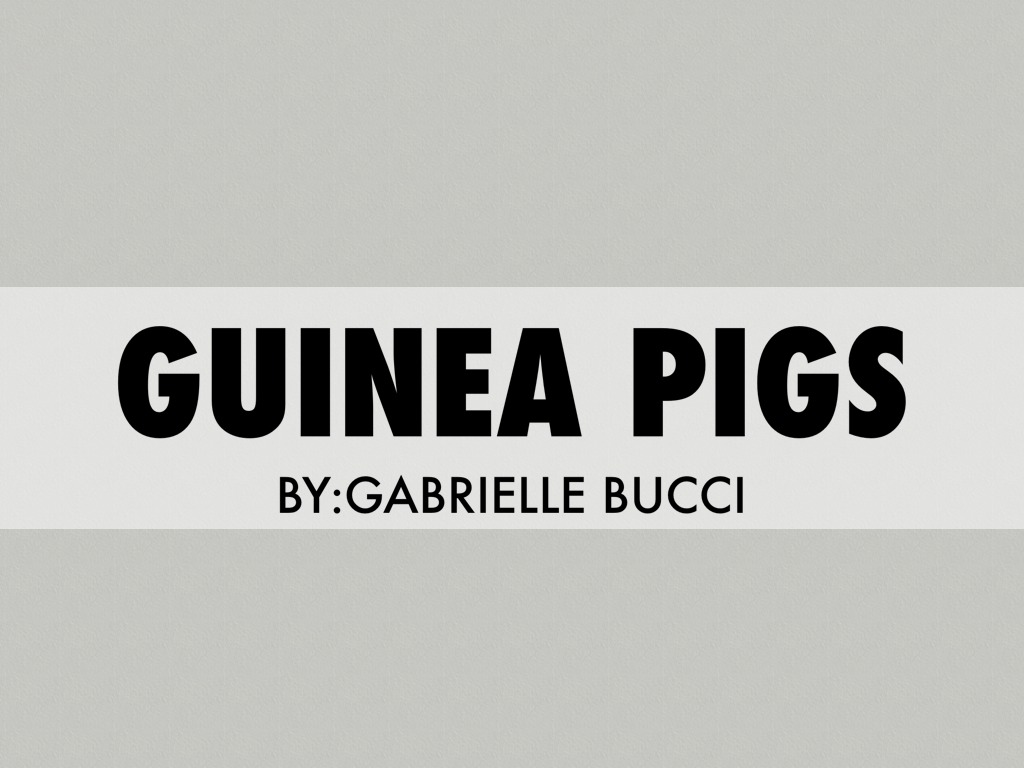 Guinea pigs