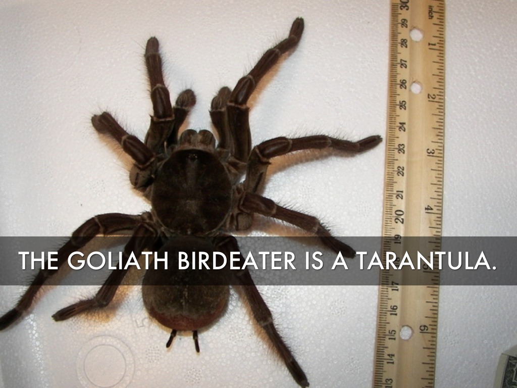 Tarantulas by Randy Hollinger