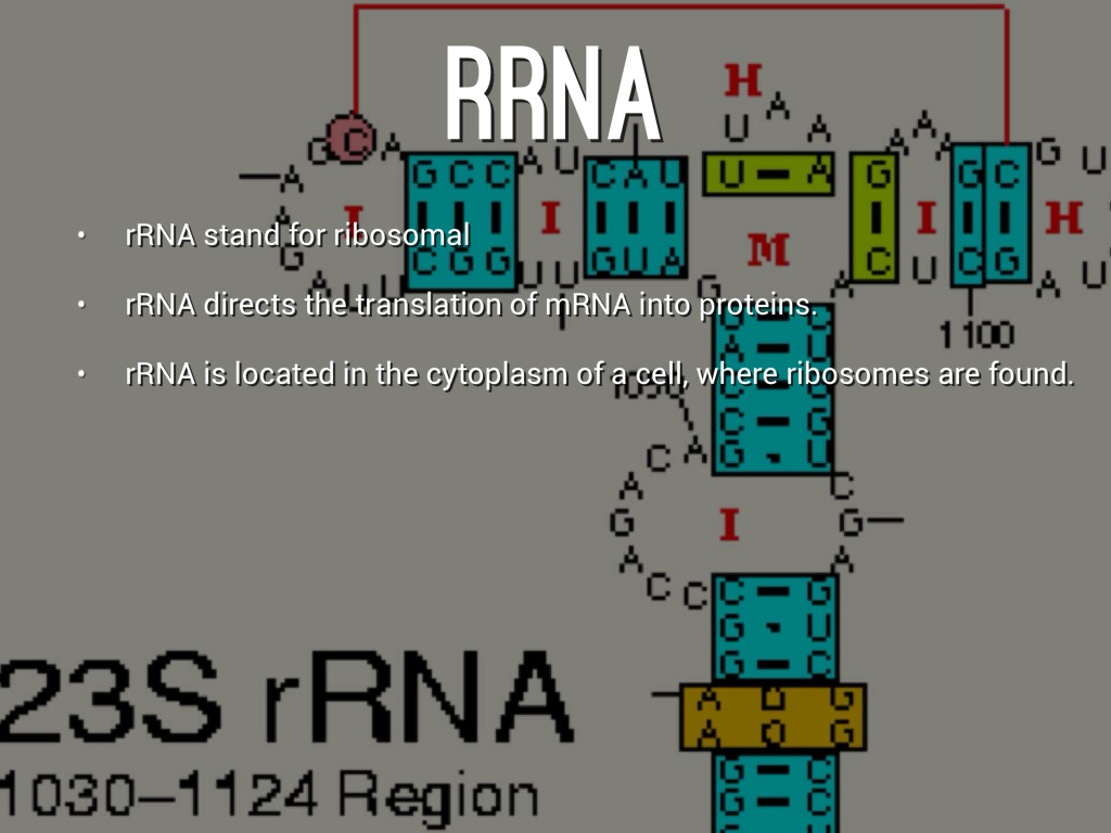 Types Of RNA by Muhammed Pirbhai