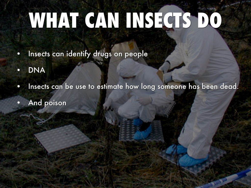 Forensic Entomology by diacam3216