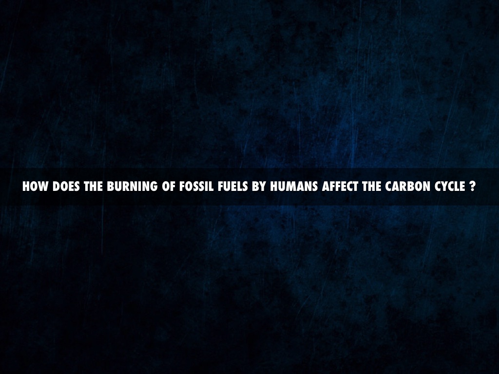 What Is Carbon Cycle by Lukasz Wiktorowicz, image size:1024x768
